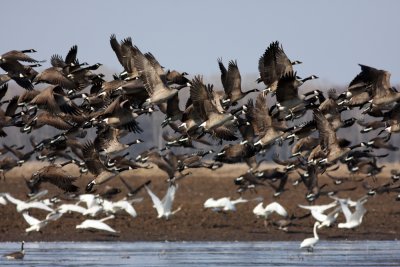 A few canada geese