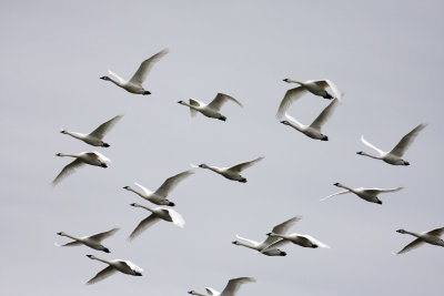 Tundra swans