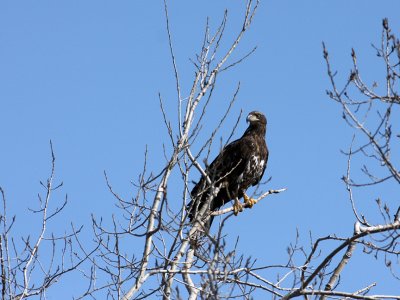 Immature Bald eagle