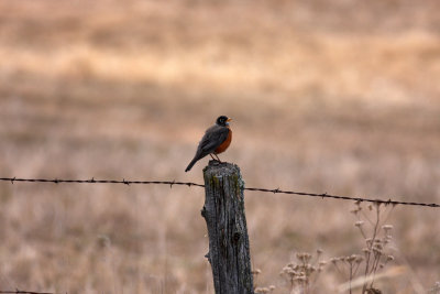 Robin on fence post.