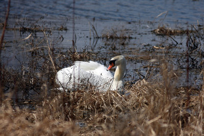 Male mute swan