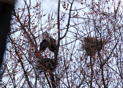 Great Blue Herons on nest