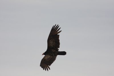 Vulture in the air.