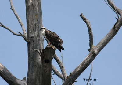Manawa chick on branch Aug 1 2009.