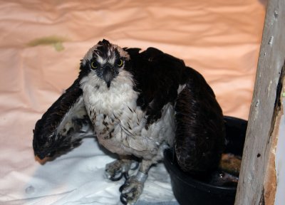 First Osprey release