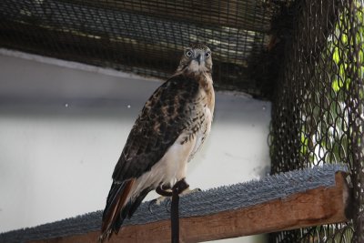 Sharky the red tailed hawk