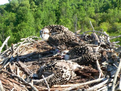 Ospreys 2007