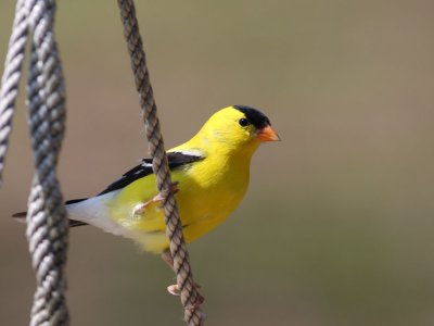 male goldfinch.
