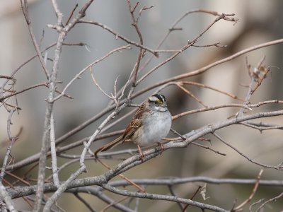 Male  White throated sparrow
