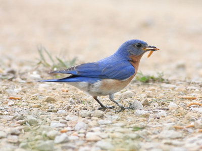 Banded bluebird.