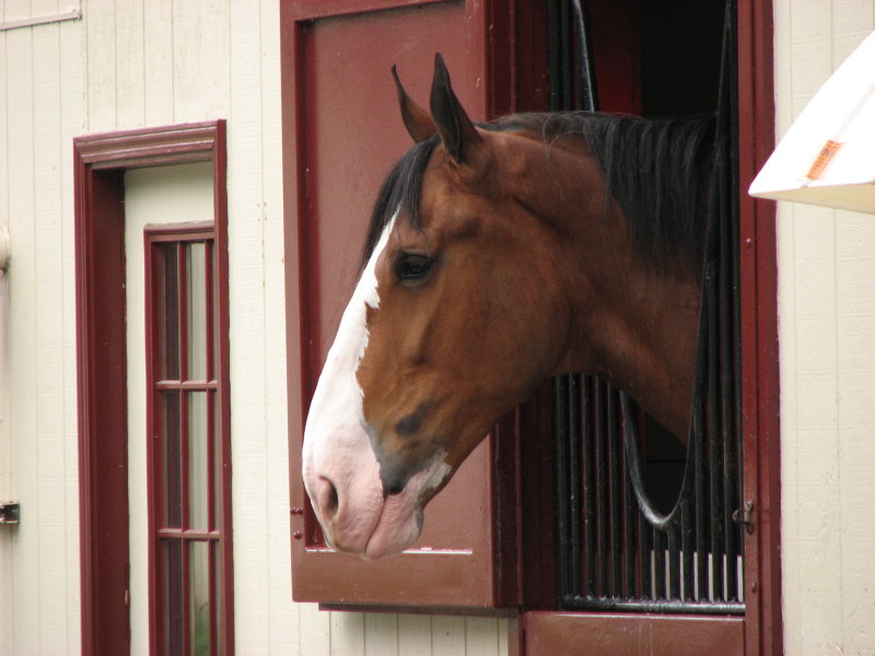 Clydesdale, Grants Farm, St. Louis, MO