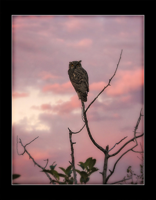 The Old Owl