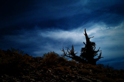 the_bristlecone_pines