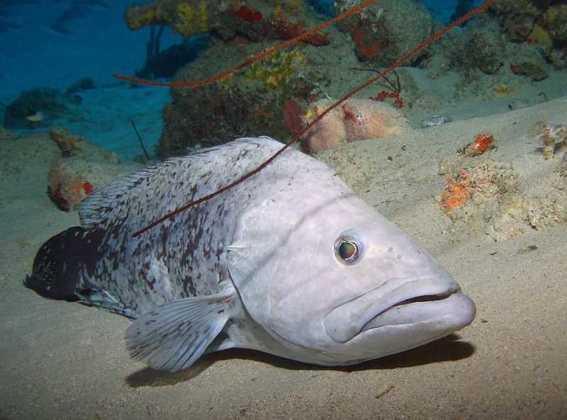 Comb Grouper Feigning Illness