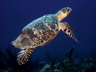 Humpback Hawksbill