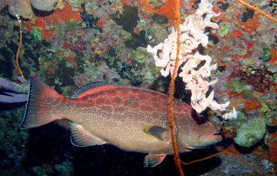 red black grouper 2