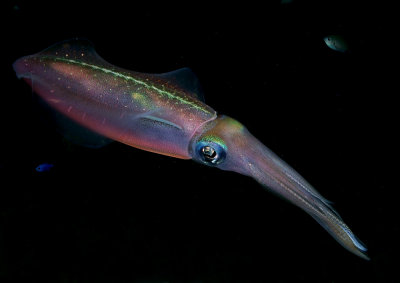 Reef Squid