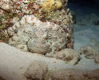 Octopus Mimics Rock