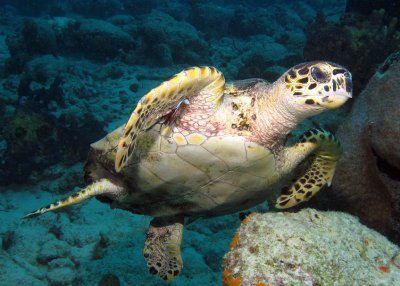 Hawksbill underneath