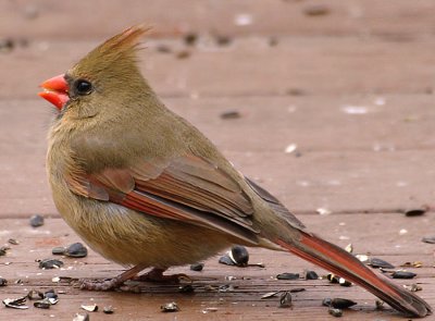 Female Cardinal Side