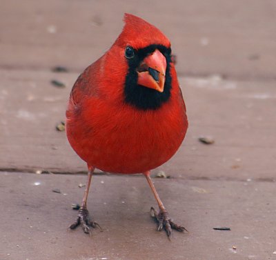 Male Cardinal Front