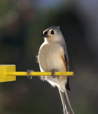 Tufted Titmouse