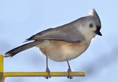 Tufted Titmouse 2.