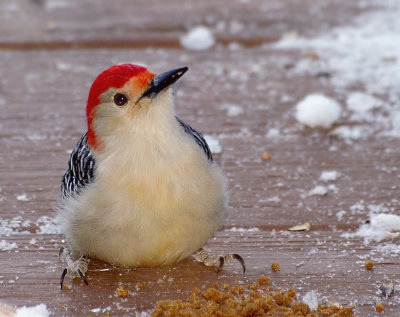 Red Bellied Woodpecker Eating Cat Food