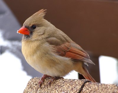 Female Cardinal Side 2