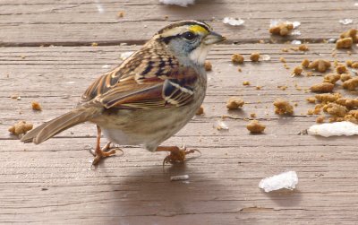 White Throated Sparrow