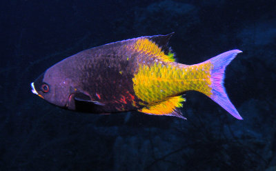 Creole Wrasse