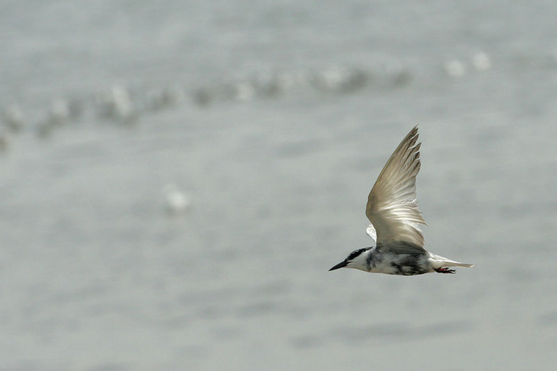 Whiskered Tern
