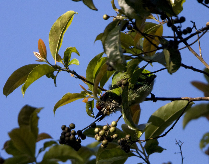 Gold-throated Barbet