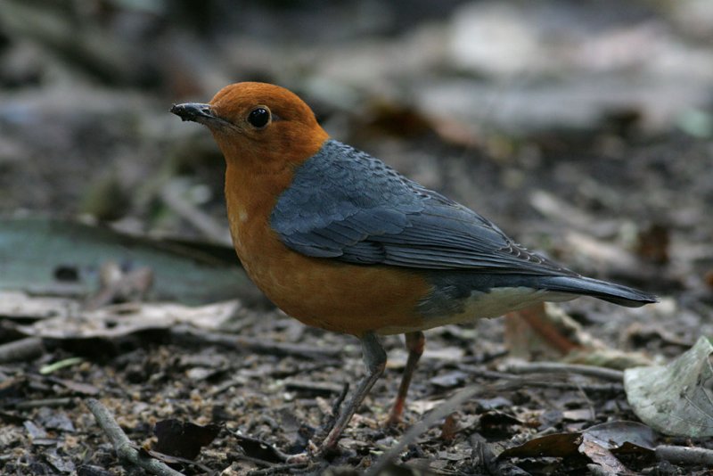 Orange-headed Thrush