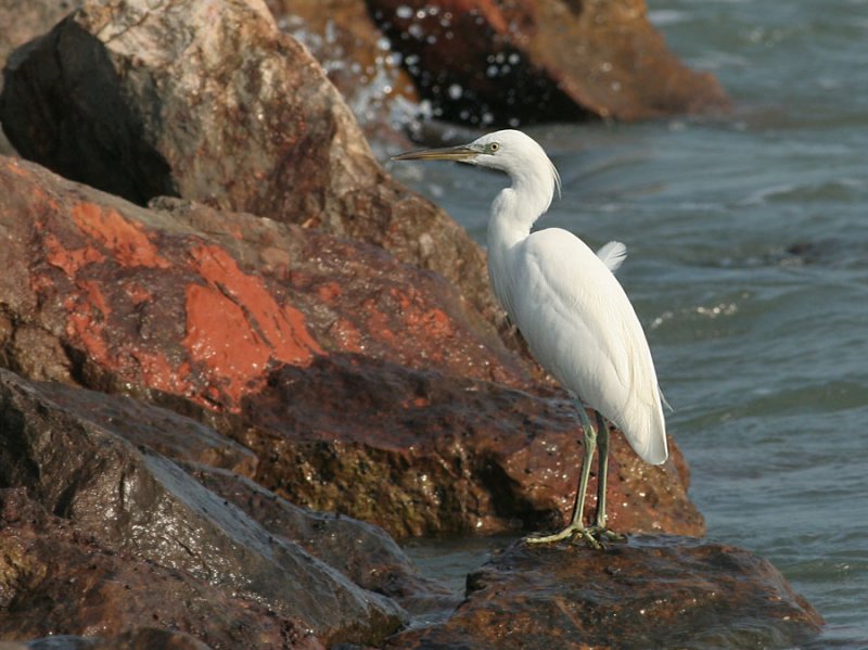 Chinese Egret