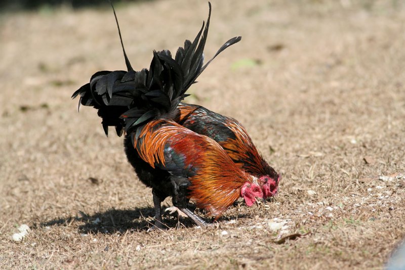 Junglefowl