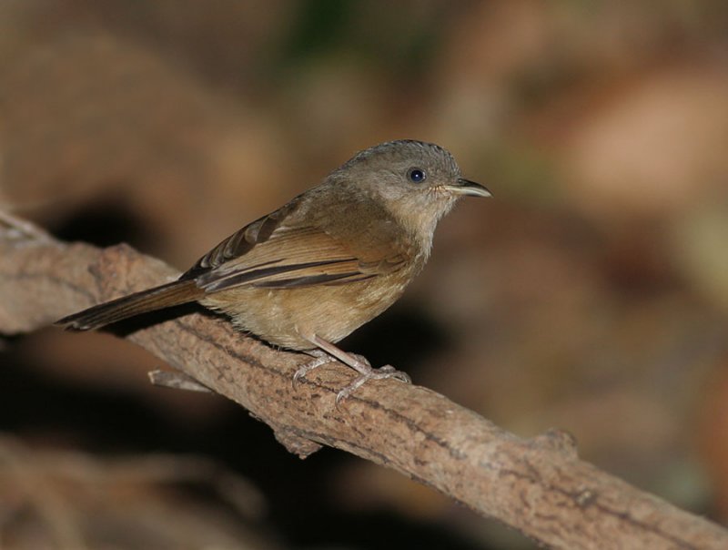 Brown-cheeked Fulvetta