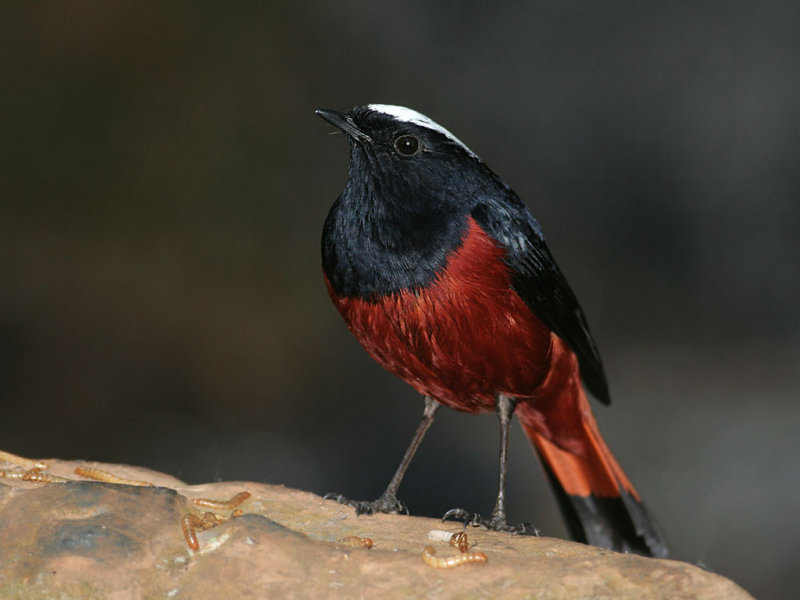 Riverchat (White-capped Redstart)