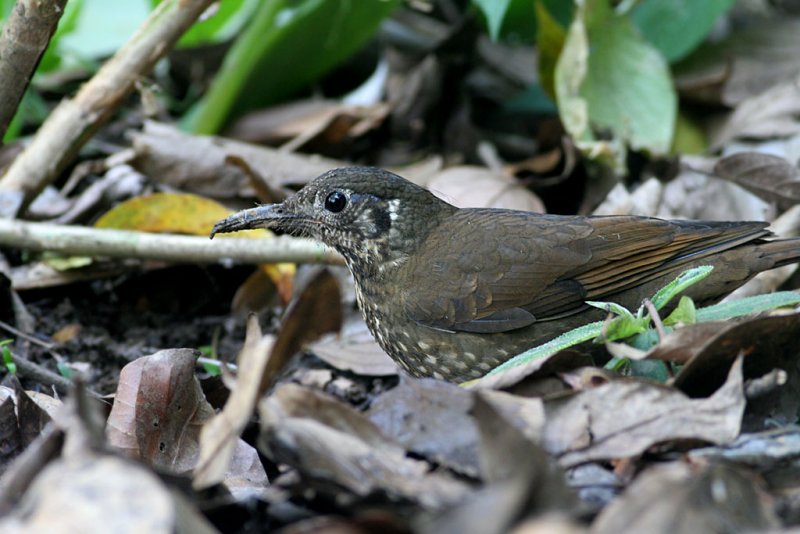 Dark-sided Thrush