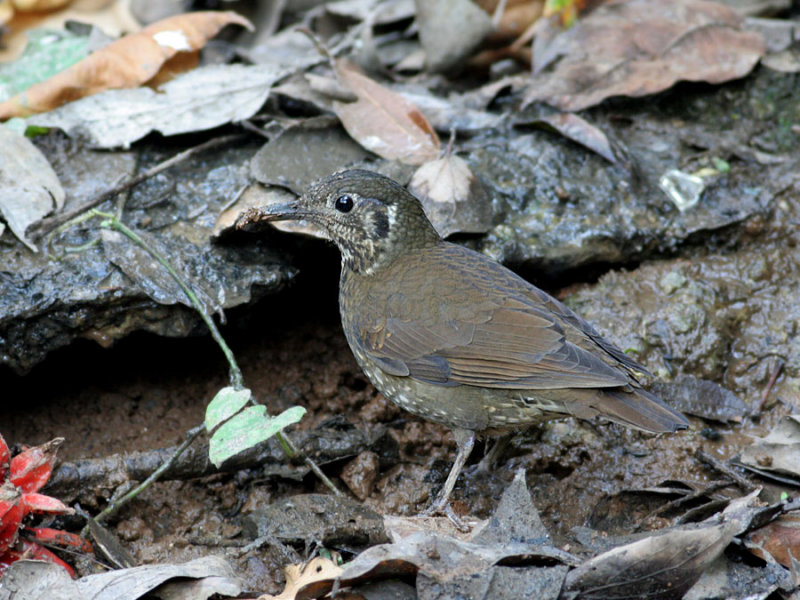 Dark-sided Thrush