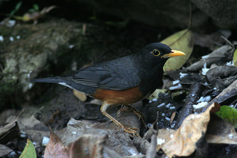 Black-breasted Thrush