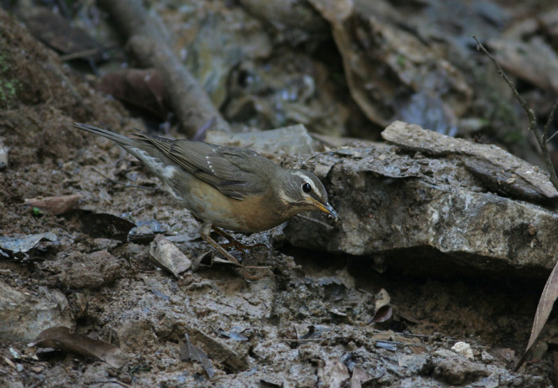 Eye-browed Thrush, female