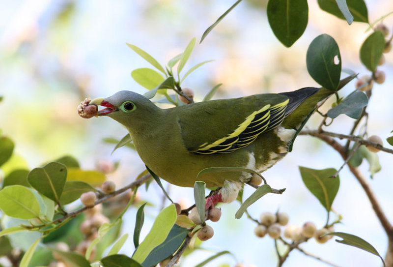 Thick-billed Pigeon, female