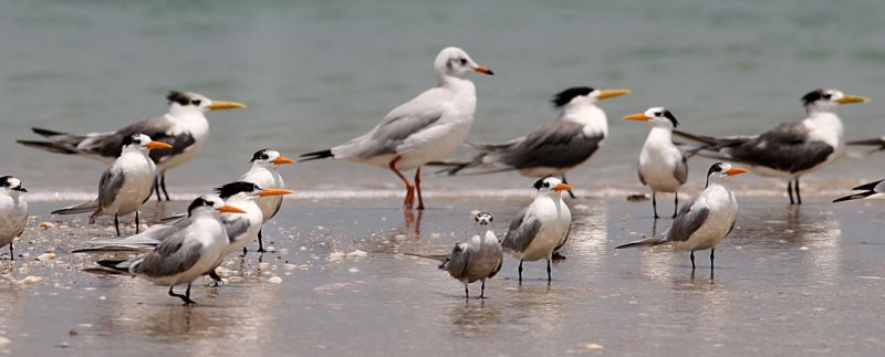 Lesser Crested Terns