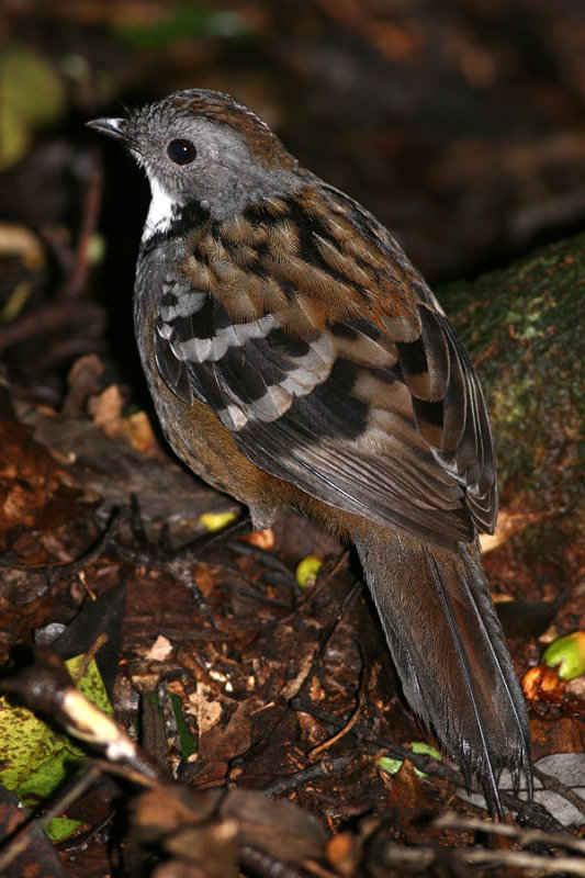 Logrunner, male