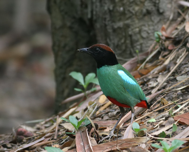 Hooded Pitta