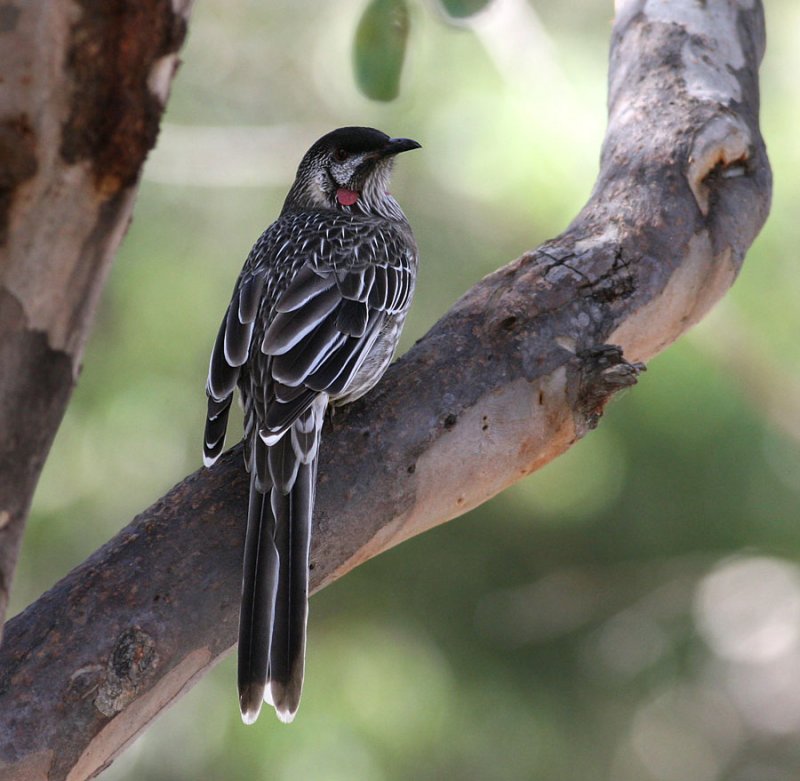 Red Wattlebird