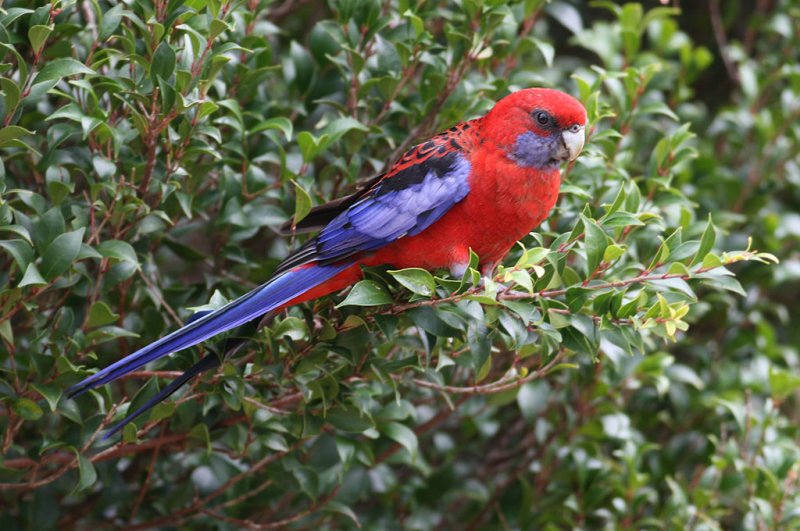 Crimson Rosella