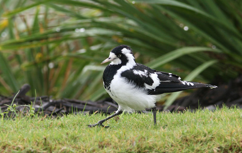 Magpie Lark