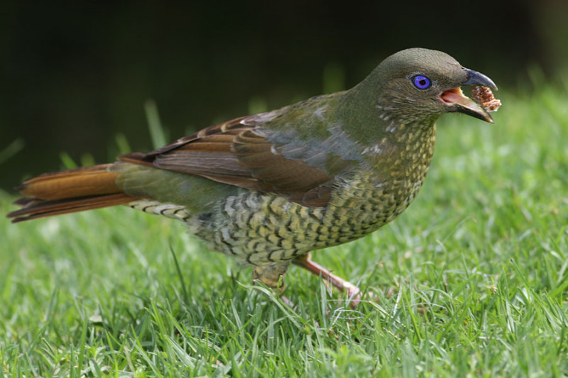 Satin's Bowerbird, female